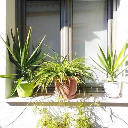 Small At The Plane Tree Of The Square Apartment *