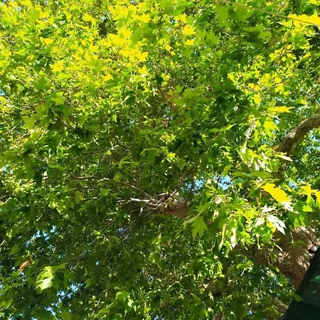 Apartment Small At The Plane Tree Of The Square